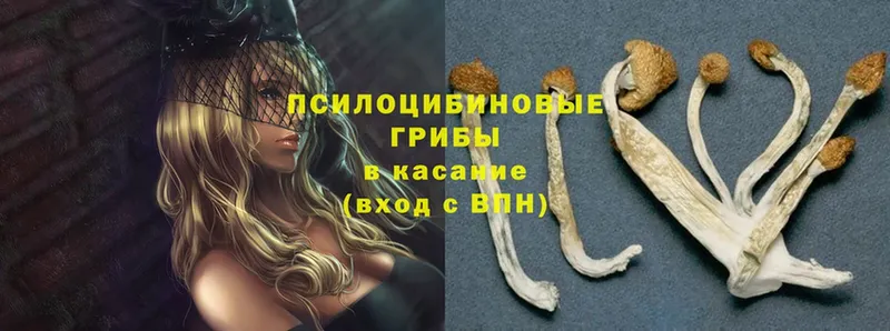 Галлюциногенные грибы Psilocybe  Высоцк 